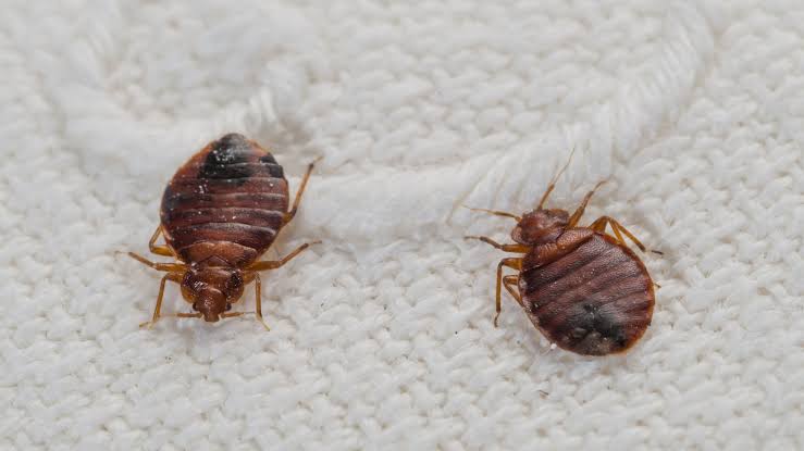 What Is the Number One Cause of Bed Bugs?