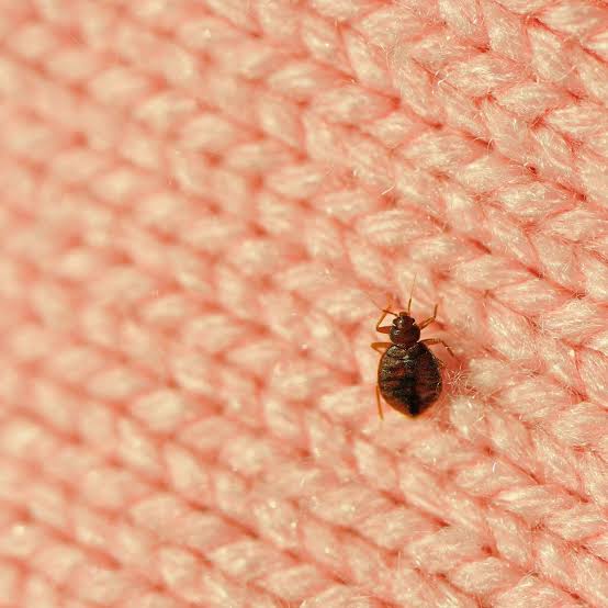 does showering remove bed bugs from your body