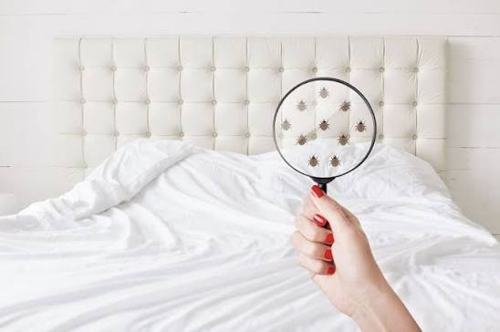 What can I put on my bed to prevent bed bugs?