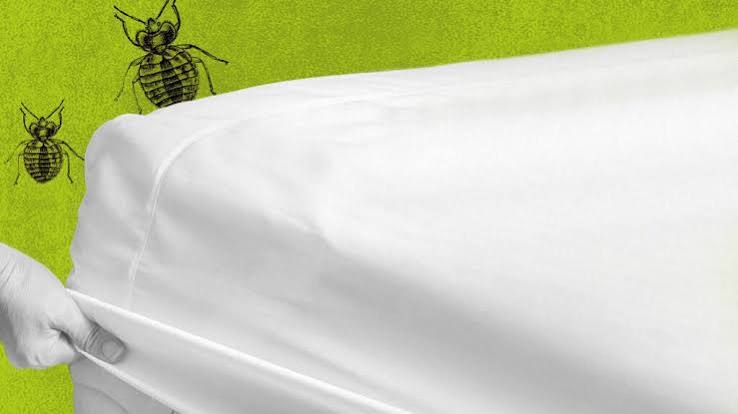Can Bed bugs live in a mattress protectors